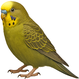 Olive Green Budgie